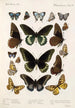 Insektit Lepidoptera Rhopalocera Pl 112 - Frederick DuCane Godman — näkymä teoksesta