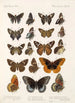 Insektit Lepidoptera Rhopalocera Pl 113 - Frederick DuCane Godman — näkymä teoksesta