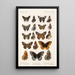 Insektit Lepidoptera Rhopalocera Pl 113 - Frederick DuCane Godman — kehystetty taideteos seinällä