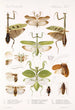 Insektit Orthoptera Pl 2 - Frederick DuCane Godman — näkymä teoksesta