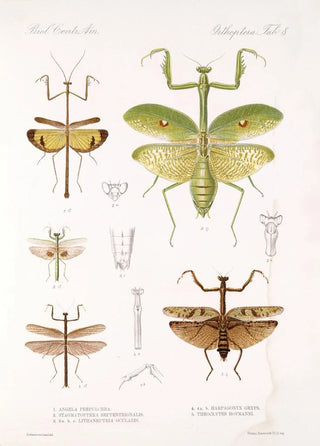 Frederick DuCane Godman - Insecta Orthoptera Pl 4.webp