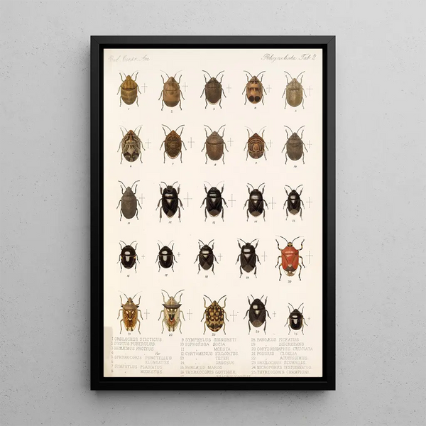 Frederick DuCane Godman - Insecta Rhynchota HemipteraHeteroptera Pl 02.webp