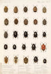 Insektit Rhynchota Hemiptera Heteroptera Maalaus 02 - Frederick DuCane Godman — näkymä teoksesta