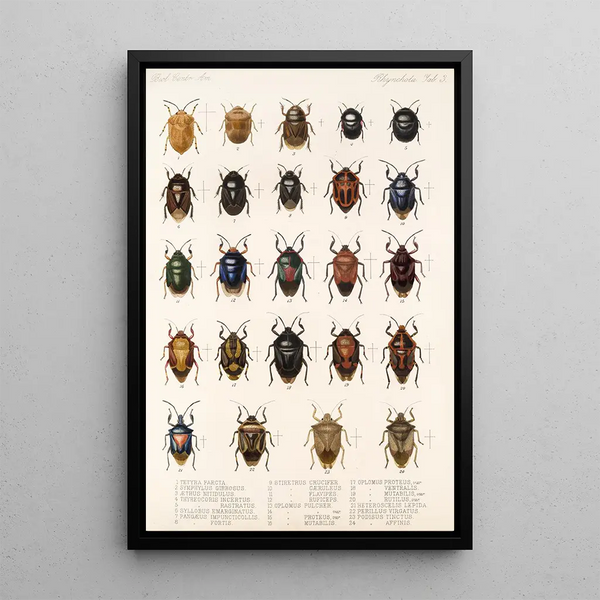 Frederick DuCane Godman - Insecta Rhynchota HemipteraHeteroptera Pl 03.webp