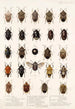 Insektit Rhynchota Hemiptera Heteroptera Maalaus 04 - Frederick DuCane Godman — näkymä teoksesta