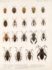 Insektat Rhynchota Hemiptera Heteroptera Maalaus 10 - Frederick DuCane Godman — näkymä teoksesta