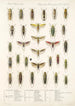 Insektit Rhynchota Hemiptera Homoptera Maalaus 32 - Frederick DuCane Godman — näkymä teoksesta