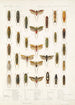 Insektit Rhynchota Hemiptera Homoptera 33 - Frederick DuCane Godman — näkymä teoksesta