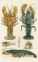 Crustacean maalaus II - Frederick McCoy — näkymä teoksesta