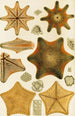 Echinodermien maalaus - Frederick McCoy — näkymä teoksesta