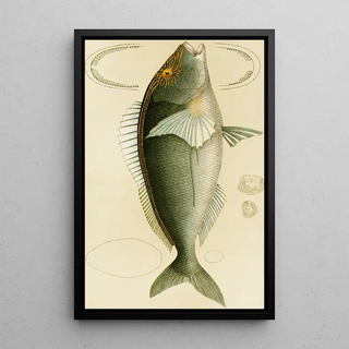 Frederick McCoy - Fishes V.webp