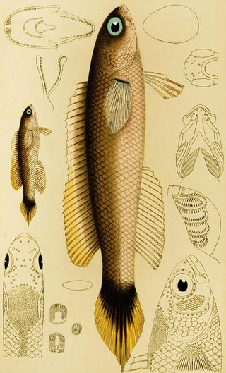 Frederick McCoy - Fishes XII.webp