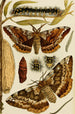 Insektit Maalaus I - Frederick McCoy — näkymä teoksesta