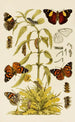 Insektit II - Frederick McCoy — näkymä teoksesta
