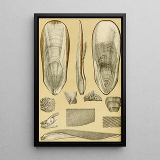 Frederick McCoy - Mollusca III.webp