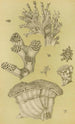 Bryozoaariot II - Frederick McCoy — näkymä teoksesta