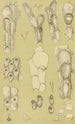 Bryozoaires III - Frederick McCoy — näkymä teoksesta