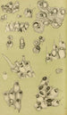 Bryozoa-maalaus IV - Frederick McCoy — näkymä teoksesta