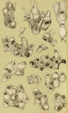 Bryozoaires V - Frederick McCoy — näkymä teoksesta