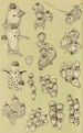 Bryozoa Maalaus VIII - Frederick McCoy — näkymä teoksesta