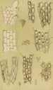Bryozoa Maalaus X - Frederick McCoy — näkymä teoksesta