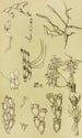 Bryozoa Maalaus XI - Frederick McCoy — näkymä teoksesta