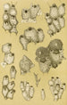 Bryozoaariot XIV - Frederick McCoy — näkymä teoksesta