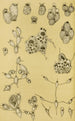 Bryozoaires XV - Frederick McCoy — näkymä teoksesta