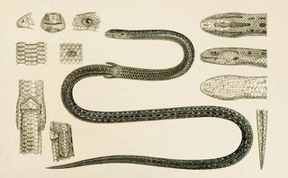 Frederick McCoy - Reptiles II.webp