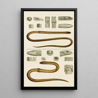 Frederick McCoy - Reptiles III.webp