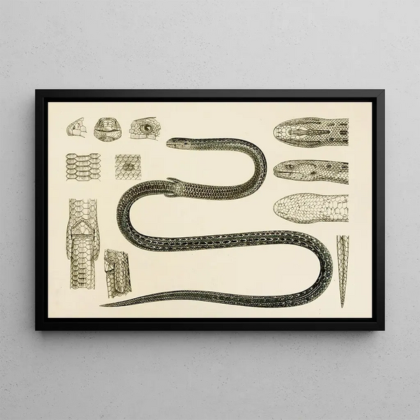 Frederick McCoy - Reptiles II.webp