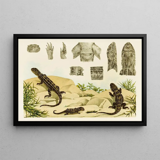 Frederick McCoy - Reptiles VII.webp