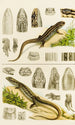 Reptilia VIII - Frederick McCoy — näkymä teoksesta