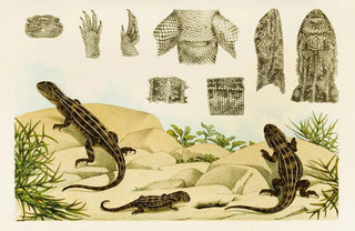 Frederick McCoy - Reptiles VII.webp
