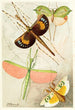 Orthopterat - Frederick William Frohawk — näkymä teoksesta