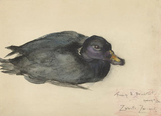 Frederika Henritte Broeksmit - Zwarte zeeeend.webp