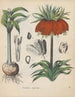 Livre sur les plantes toxiques Pl05 - Friedrich Berge — näkymä teoksesta