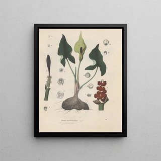 Friedrich Berge - GiftpflanzenBuch Pl06.webp