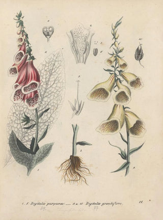 Friedrich Berge - GiftpflanzenBuch Pl11.webp