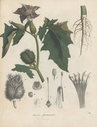 Friedrich Berge - GiftpflanzenBuch Pl12.webp
