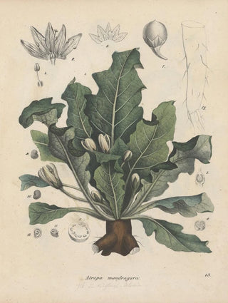 Friedrich Berge - GiftpflanzenBuch Pl13.webp