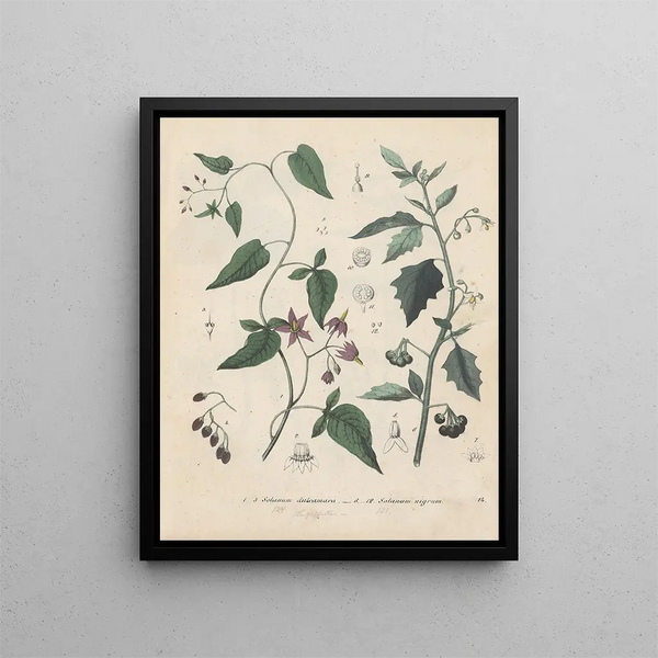 Friedrich Berge - GiftpflanzenBuch Pl14.webp
