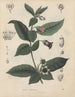 Livre sur les plantes toxiques Pl16 - Friedrich Berge — näkymä teoksesta