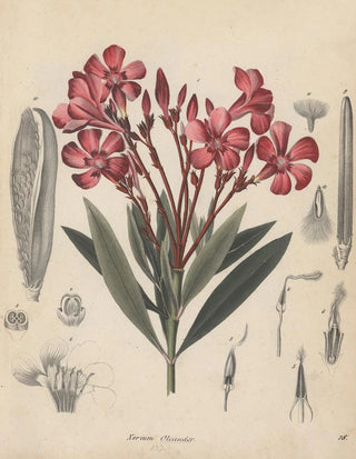 Friedrich Berge - GiftpflanzenBuch Pl18.webp