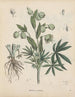Livre des plantes toxiques Pl21 - Friedrich Berge — näkymä teoksesta