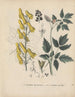 Livre des plantes toxiques Pl22 - Friedrich Berge — näkymä teoksesta