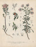 Livre des plantes toxiques Pl23 - Friedrich Berge — näkymä teoksesta