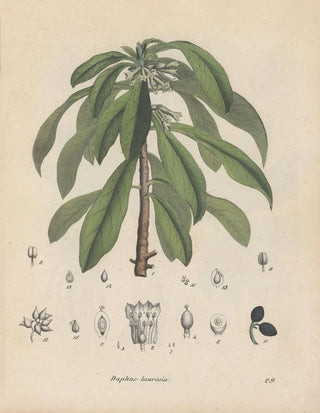 Friedrich Berge - GiftpflanzenBuch Pl29.webp