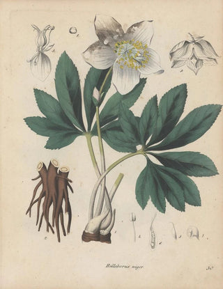 Friedrich Berge - GiftpflanzenBuch Pl30.webp