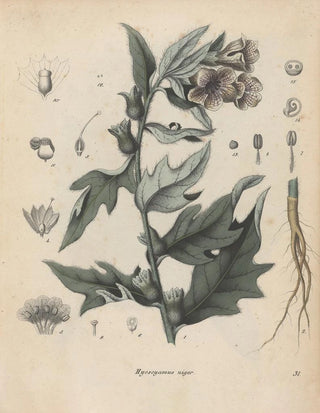 Friedrich Berge - GiftpflanzenBuch Pl31.webp